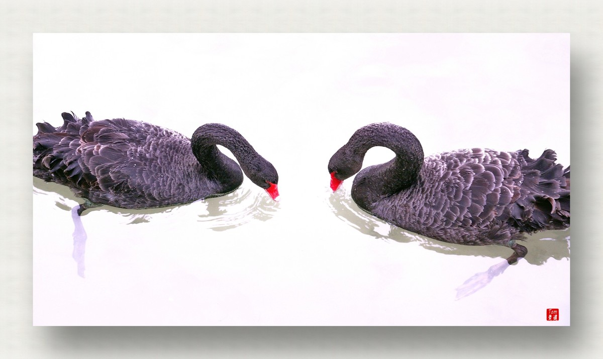 来一支柴翁的天鹅舞曲！