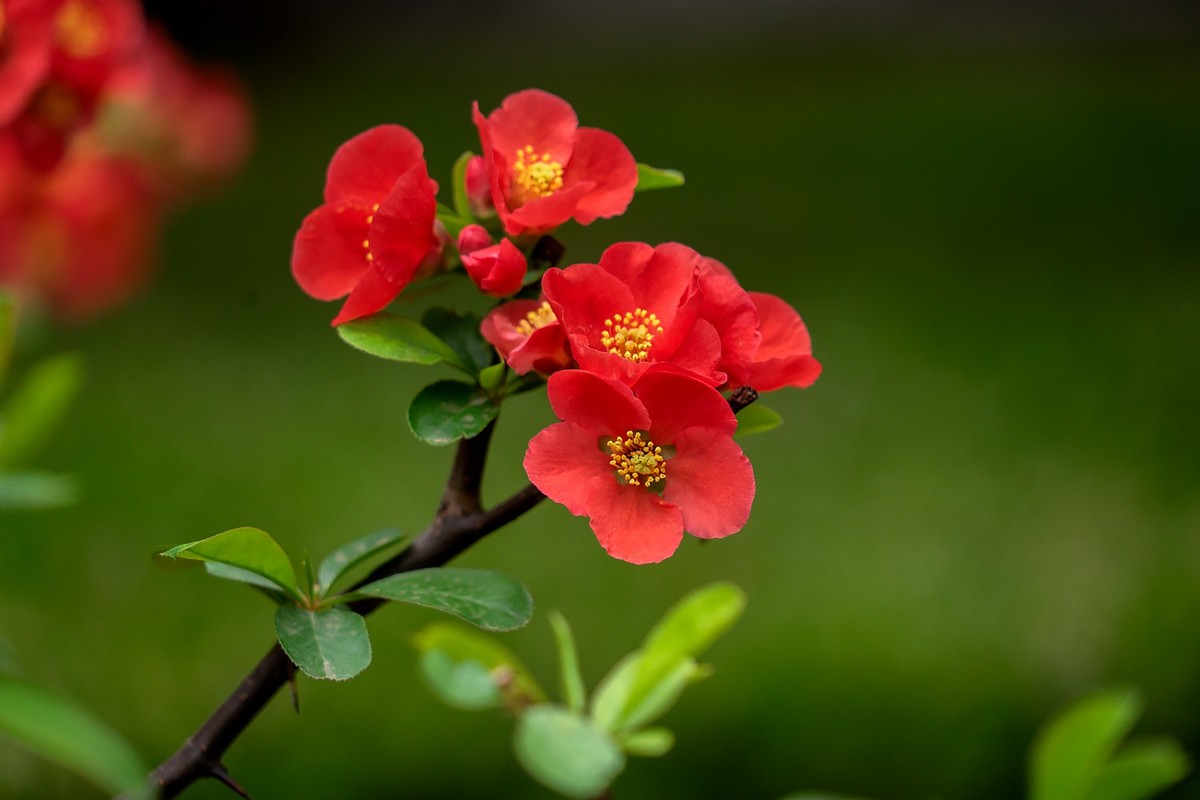 春花烂漫（13）