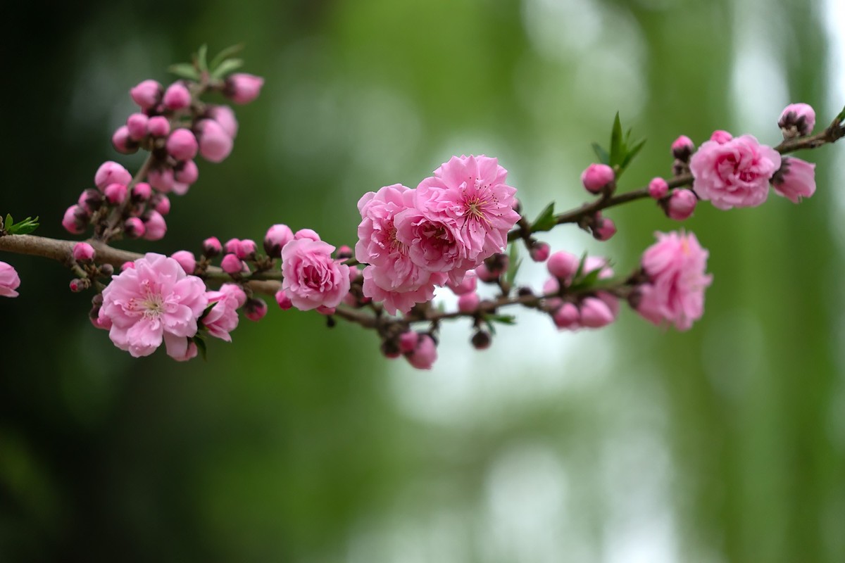 春花烂漫（13）