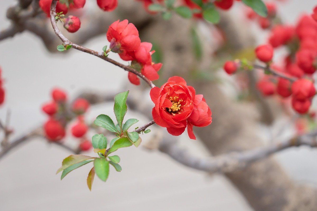 春花烂漫（13）