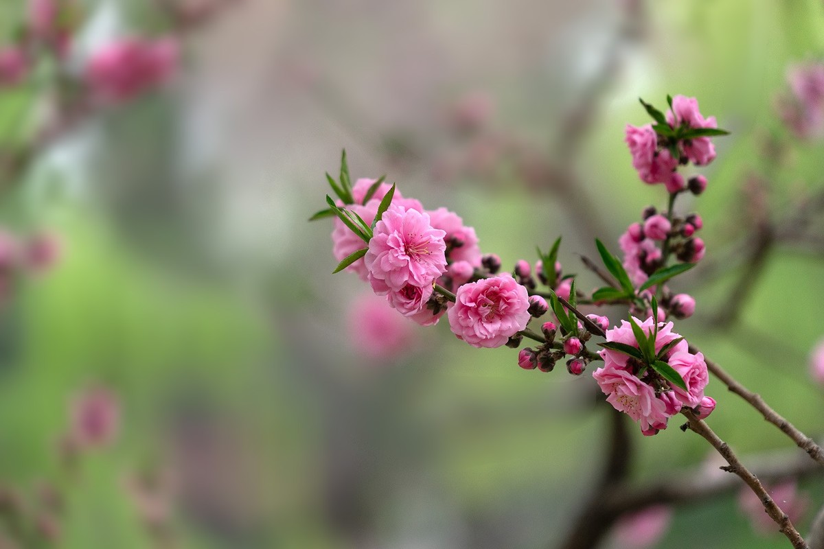 春花烂漫（13）