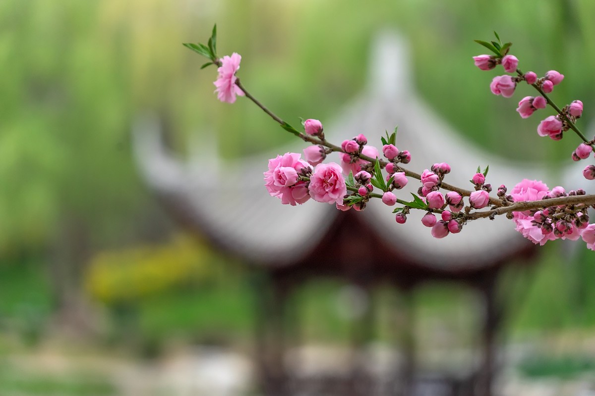 春花烂漫（13）