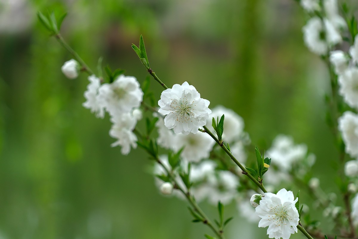 春花烂漫（13）
