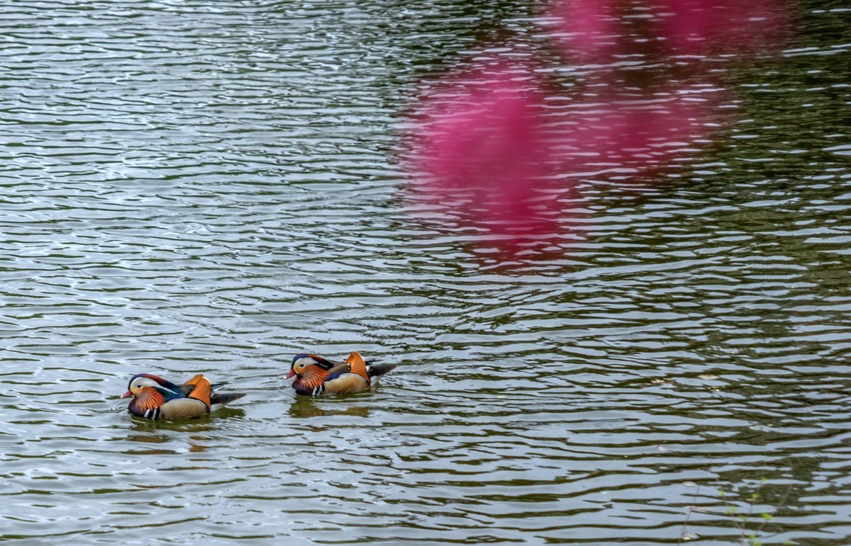 春花烂漫（13）