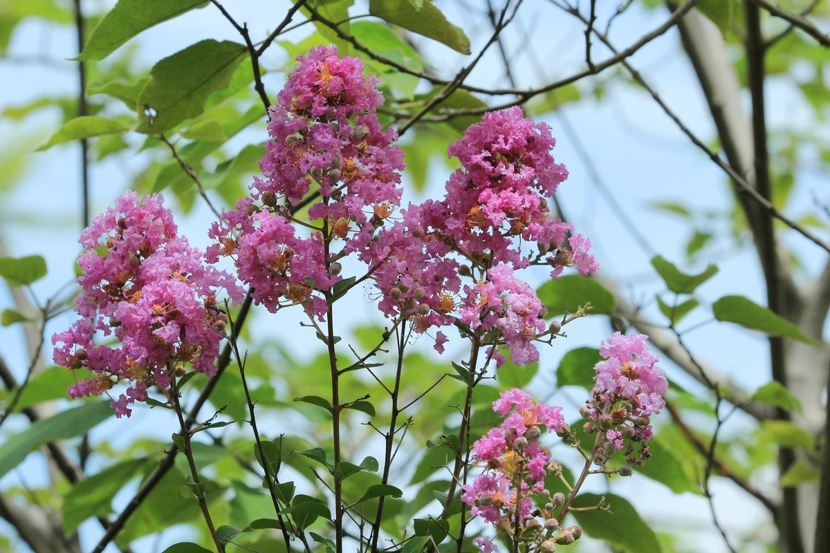 拍摄花卉一（323）