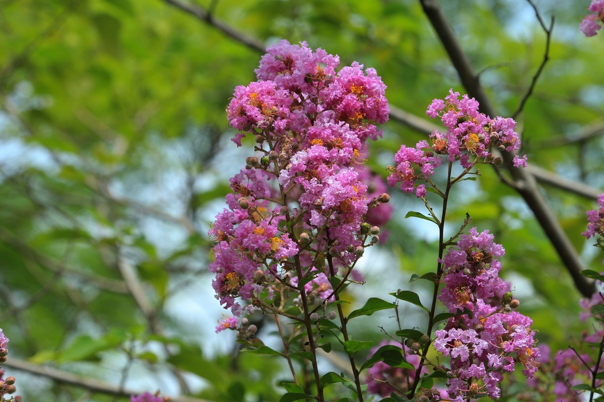 拍摄花卉一（323）