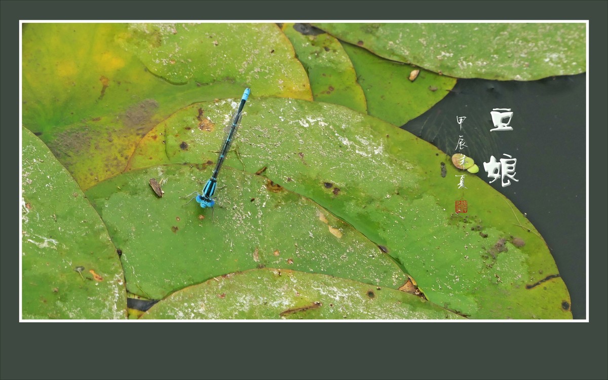 荷塘里的小精灵-豆娘