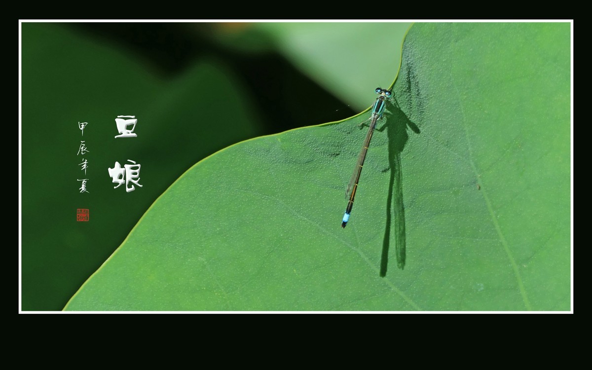 荷塘里的小精灵-豆娘