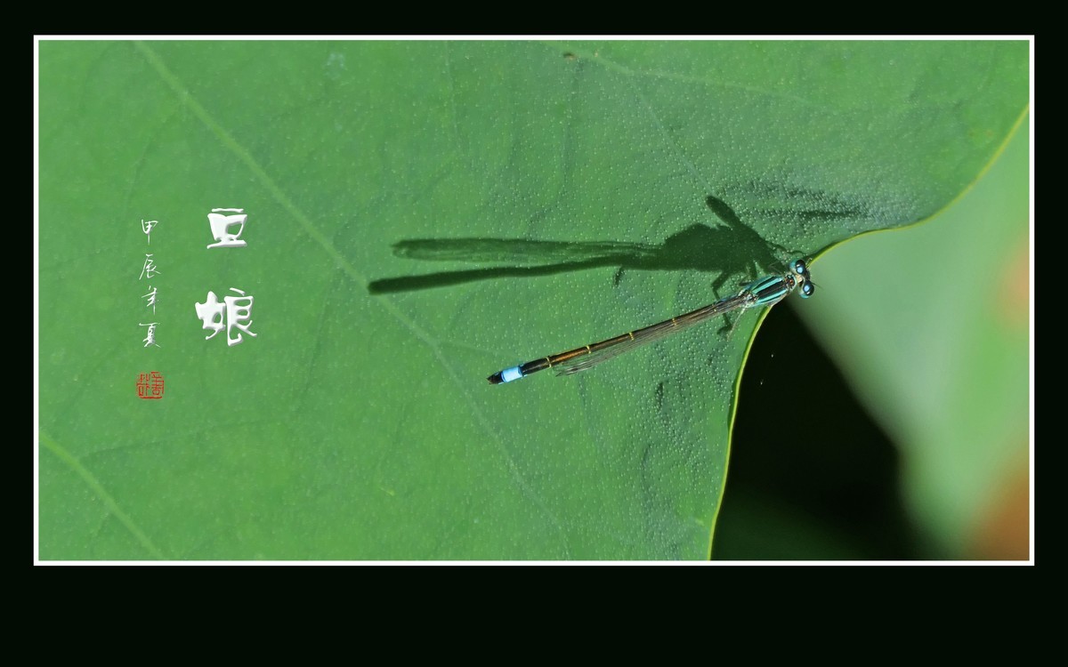 荷塘里的小精灵-豆娘