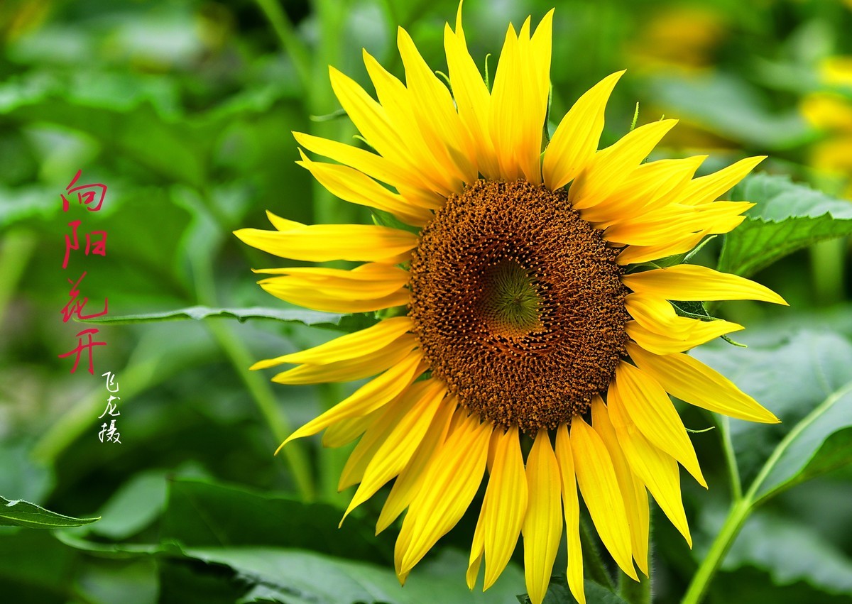 向日葵
