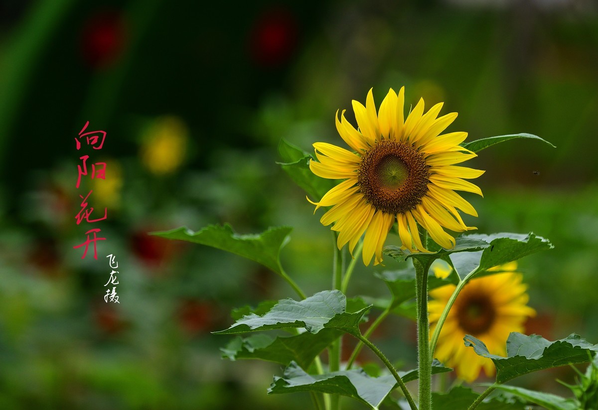 向日葵