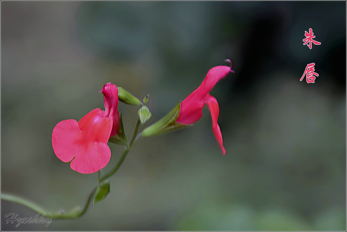 小红花——朱唇（2024292）