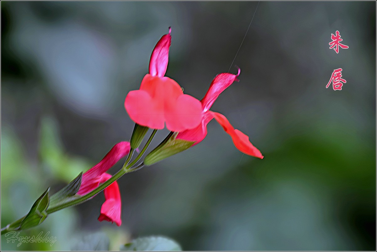 小红花——朱唇（2024292）