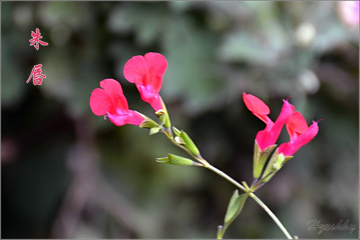 小红花——朱唇（2024292）