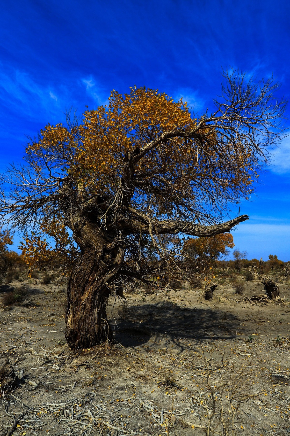 我只是把出去看到的随手记录下来（十七）