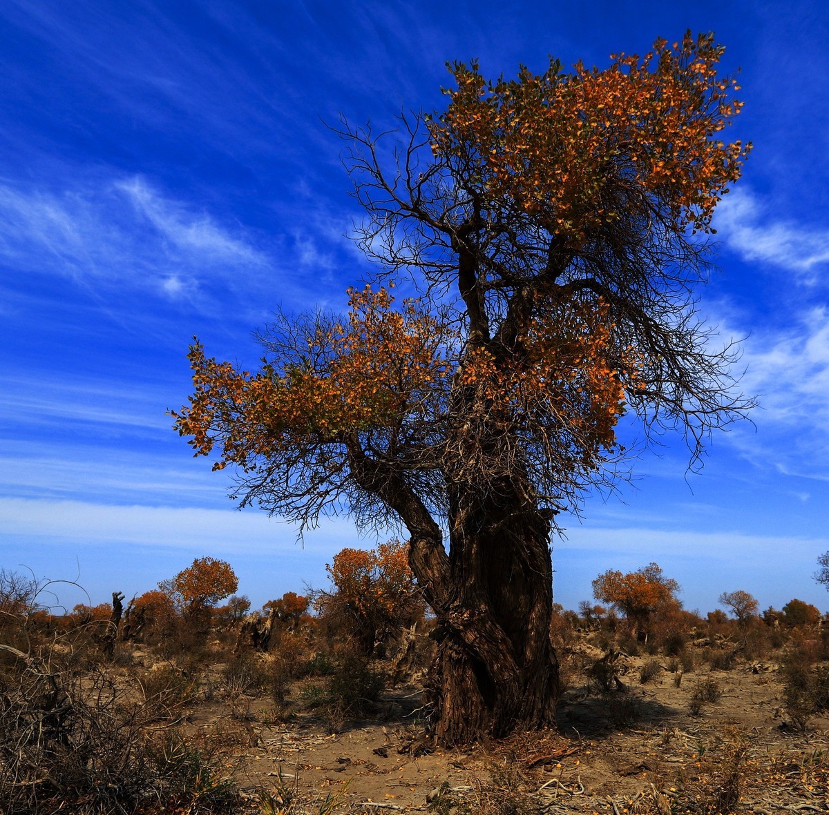 我只是把出去看到的随手记录下来（十七）