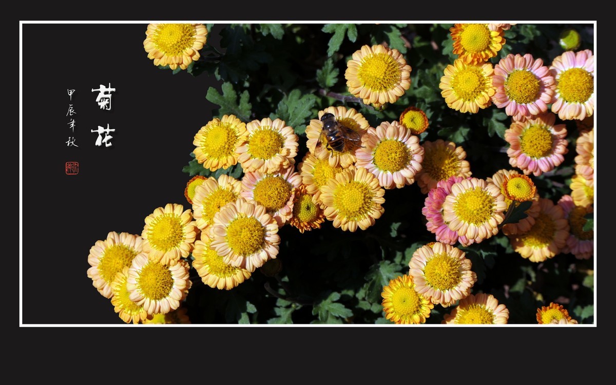 花团锦簇的小菊花