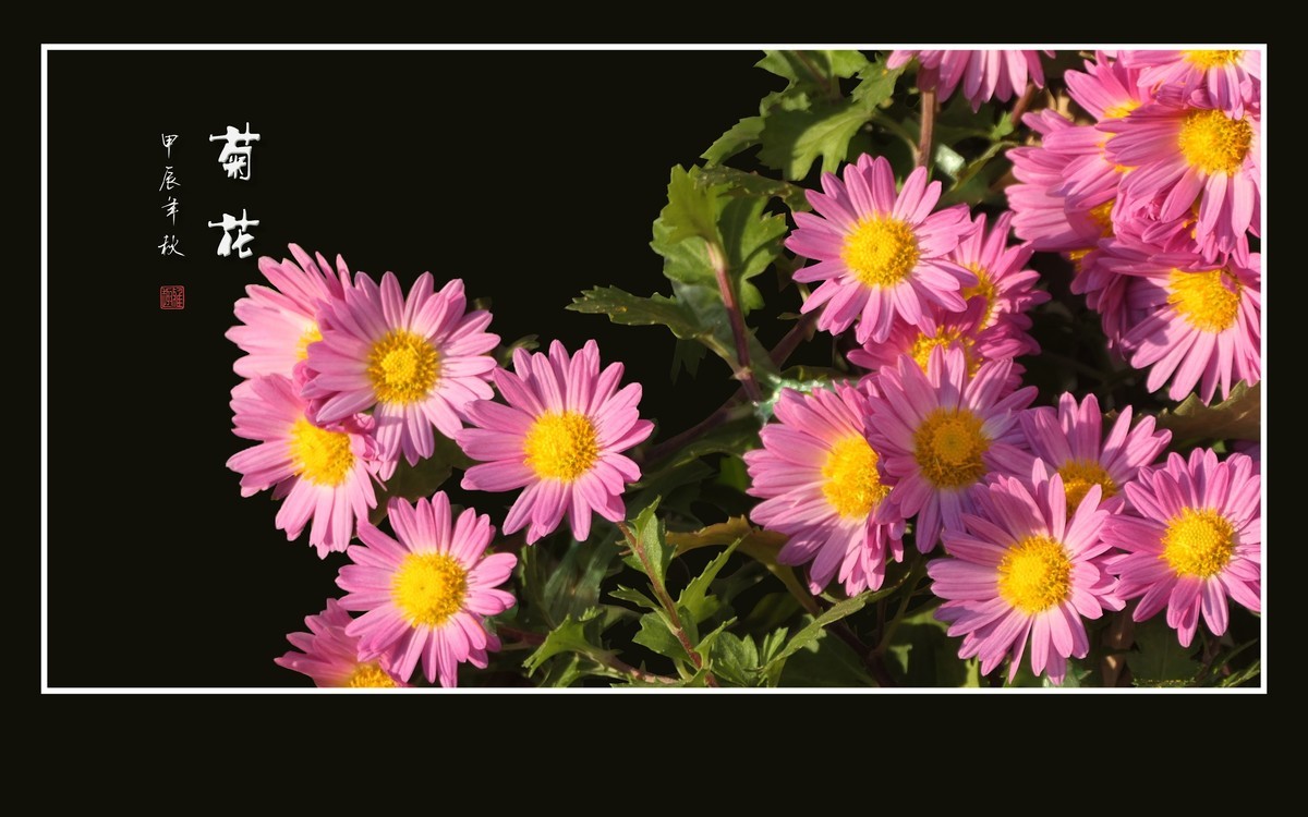 花团锦簇的小菊花