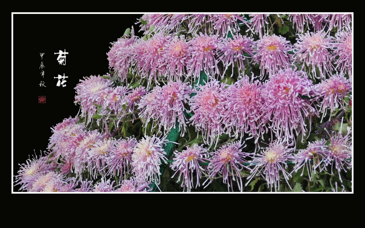 花团锦簇的小菊花