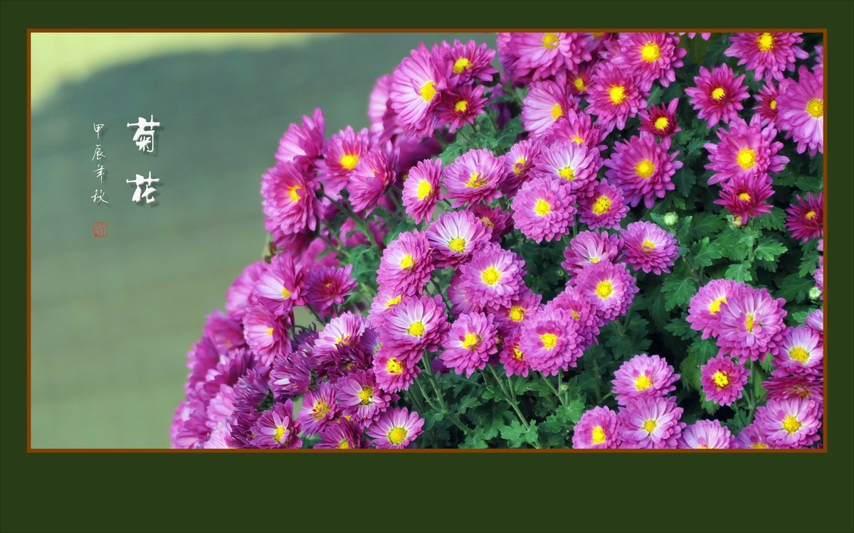 花团锦簇的小菊花