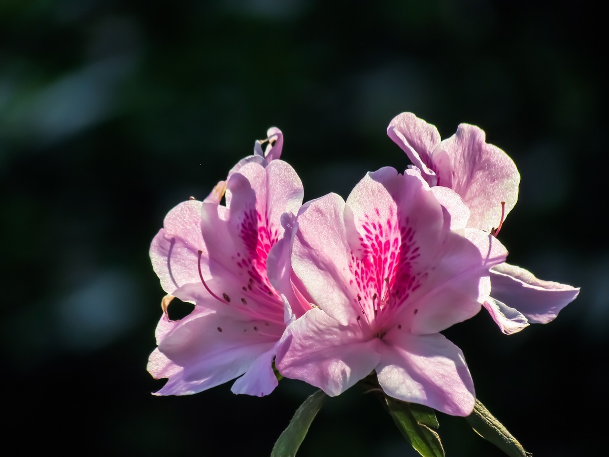 杜鹃花