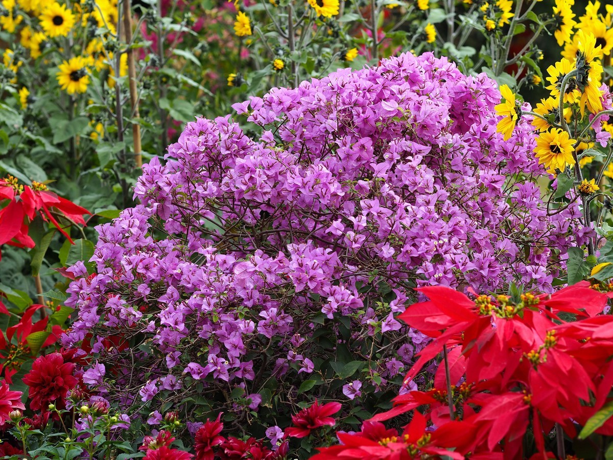 华南国家植物园