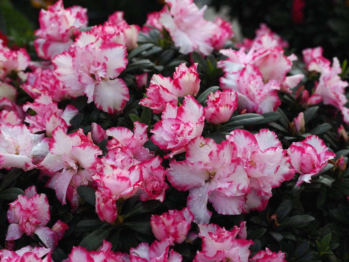 华南国家植物园