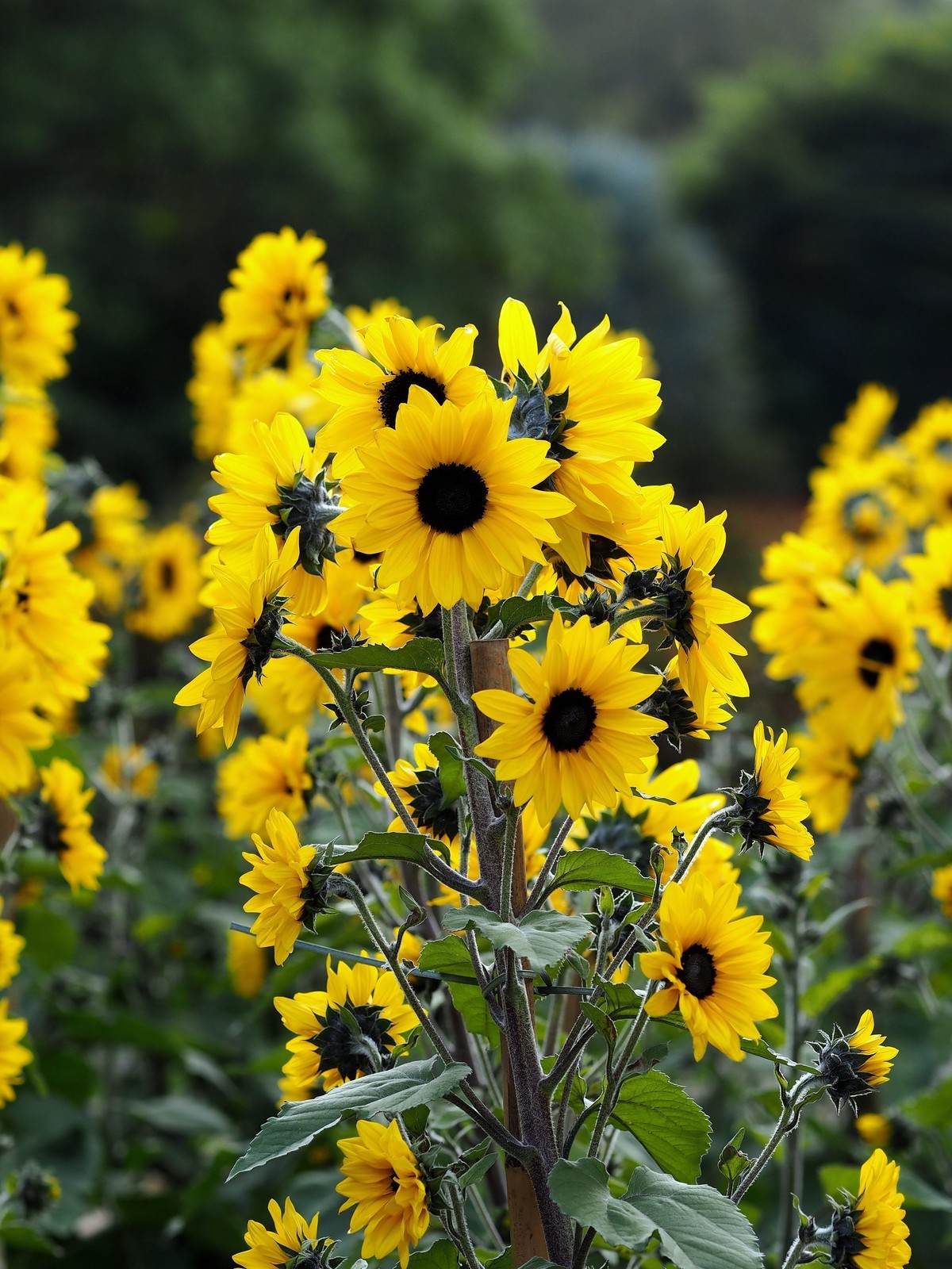 华南国家植物园