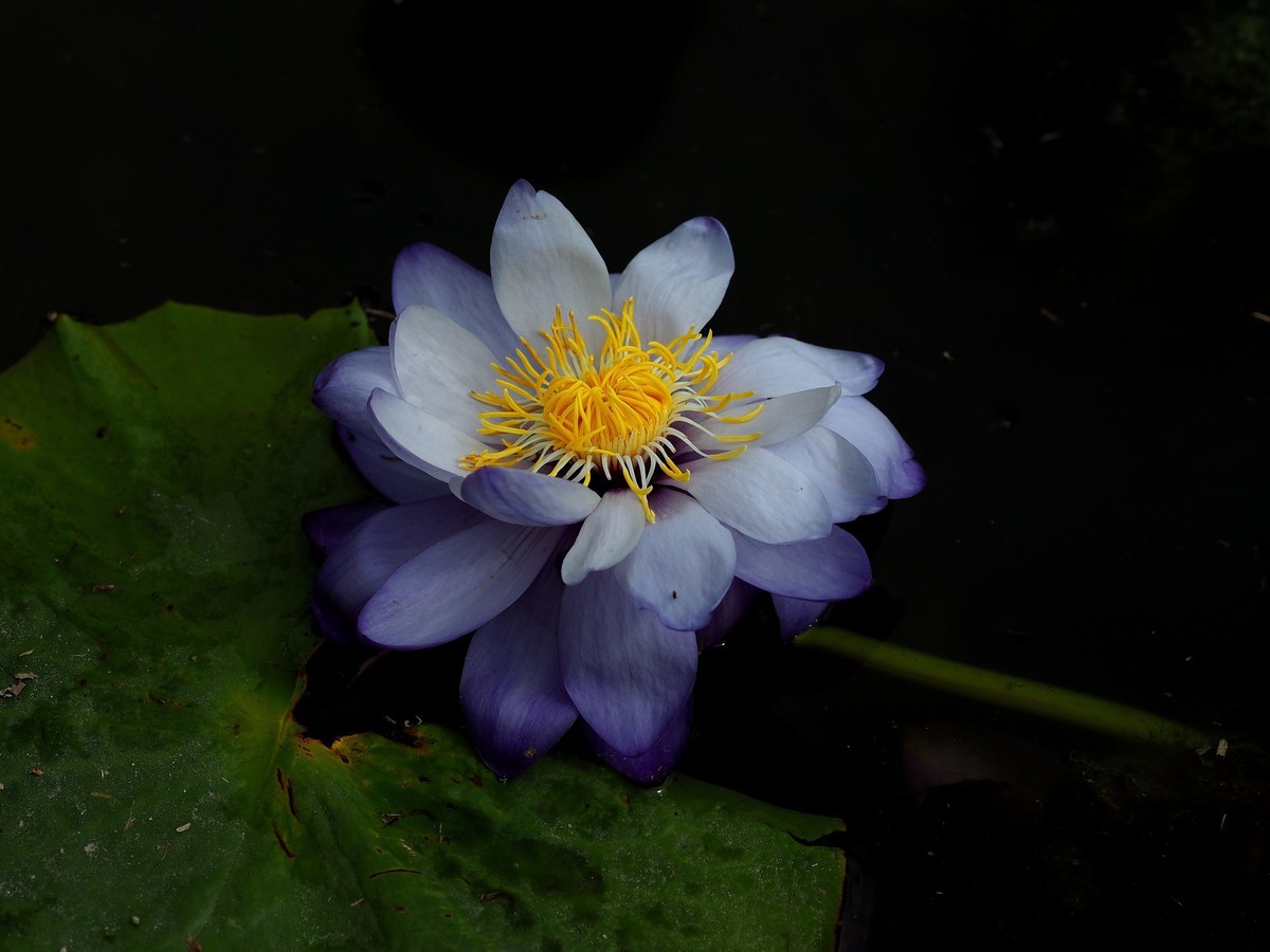 华南国家植物园