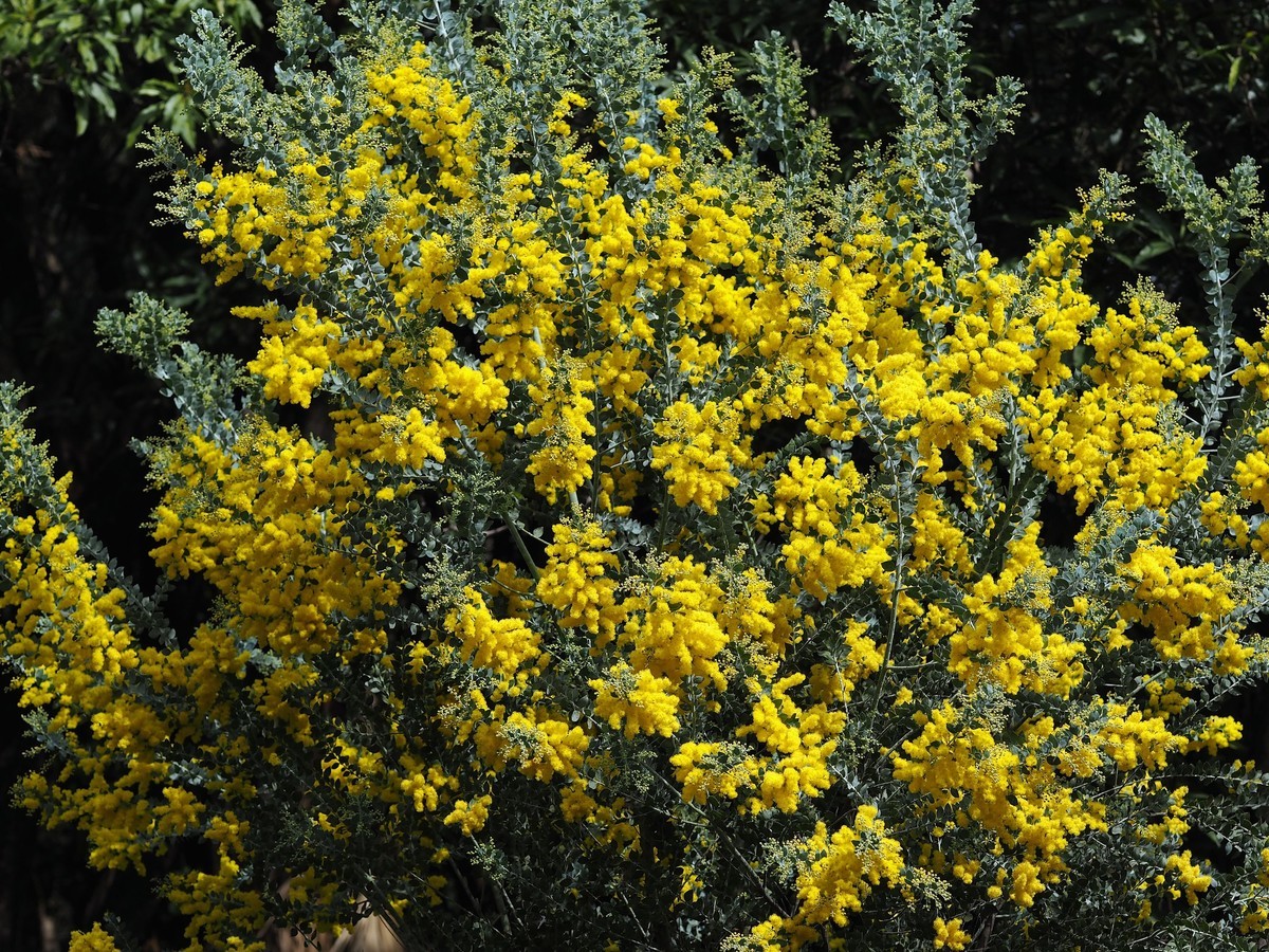 华南国家植物园