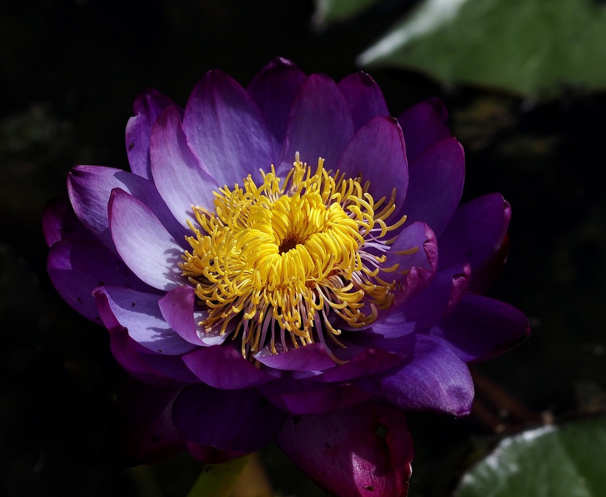 华南国家植物园