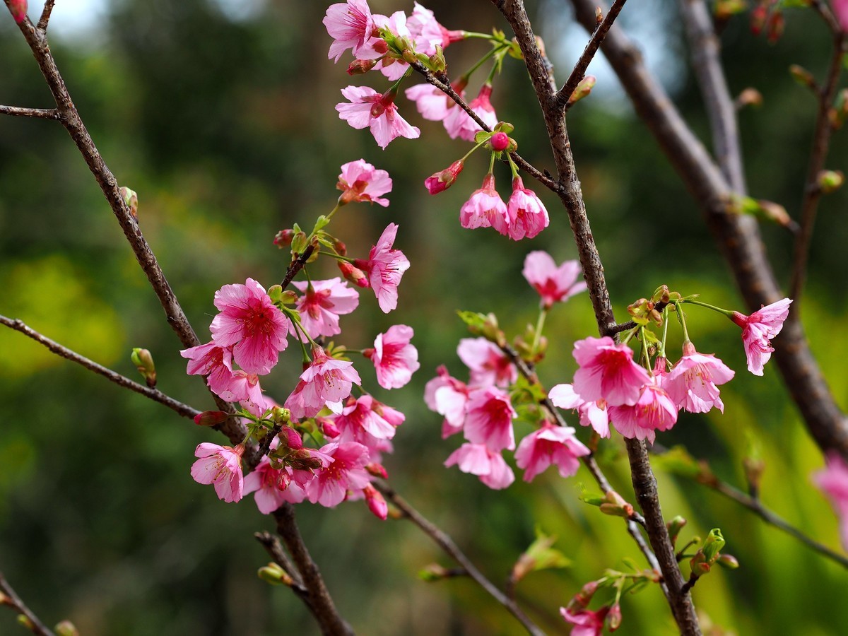 华南国家植物园