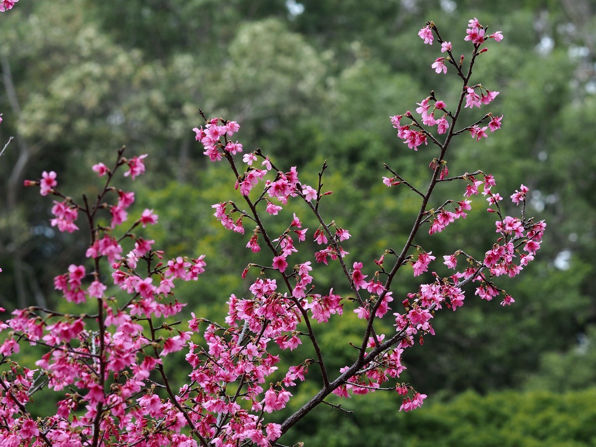 华南国家植物园