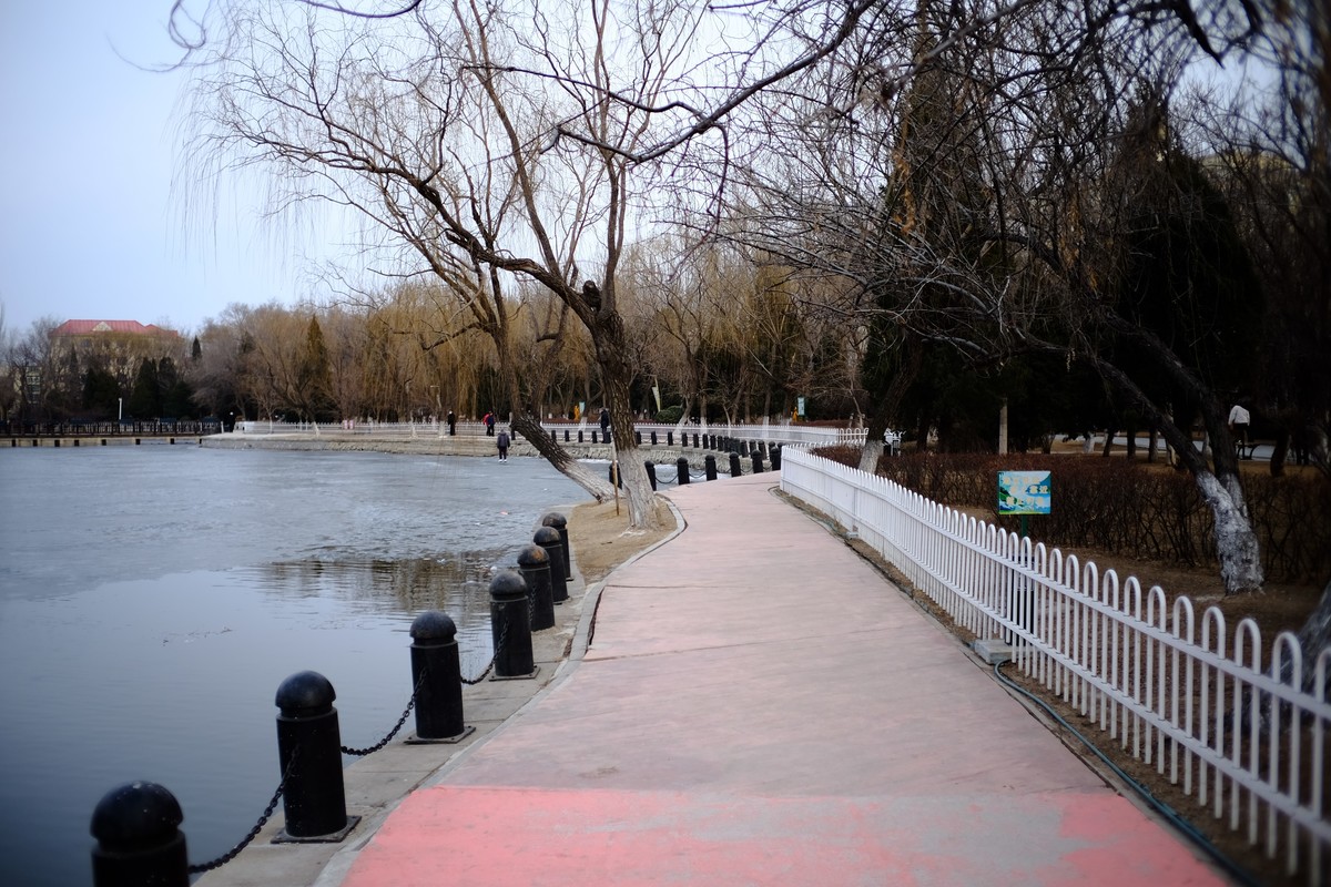 镜湖公园春色有些姗姗来迟