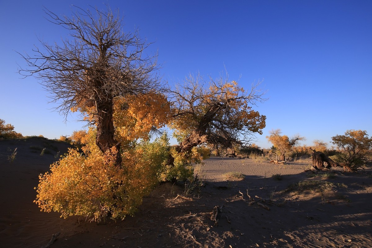 我只是把出去看到的随手记录下来（九十五）