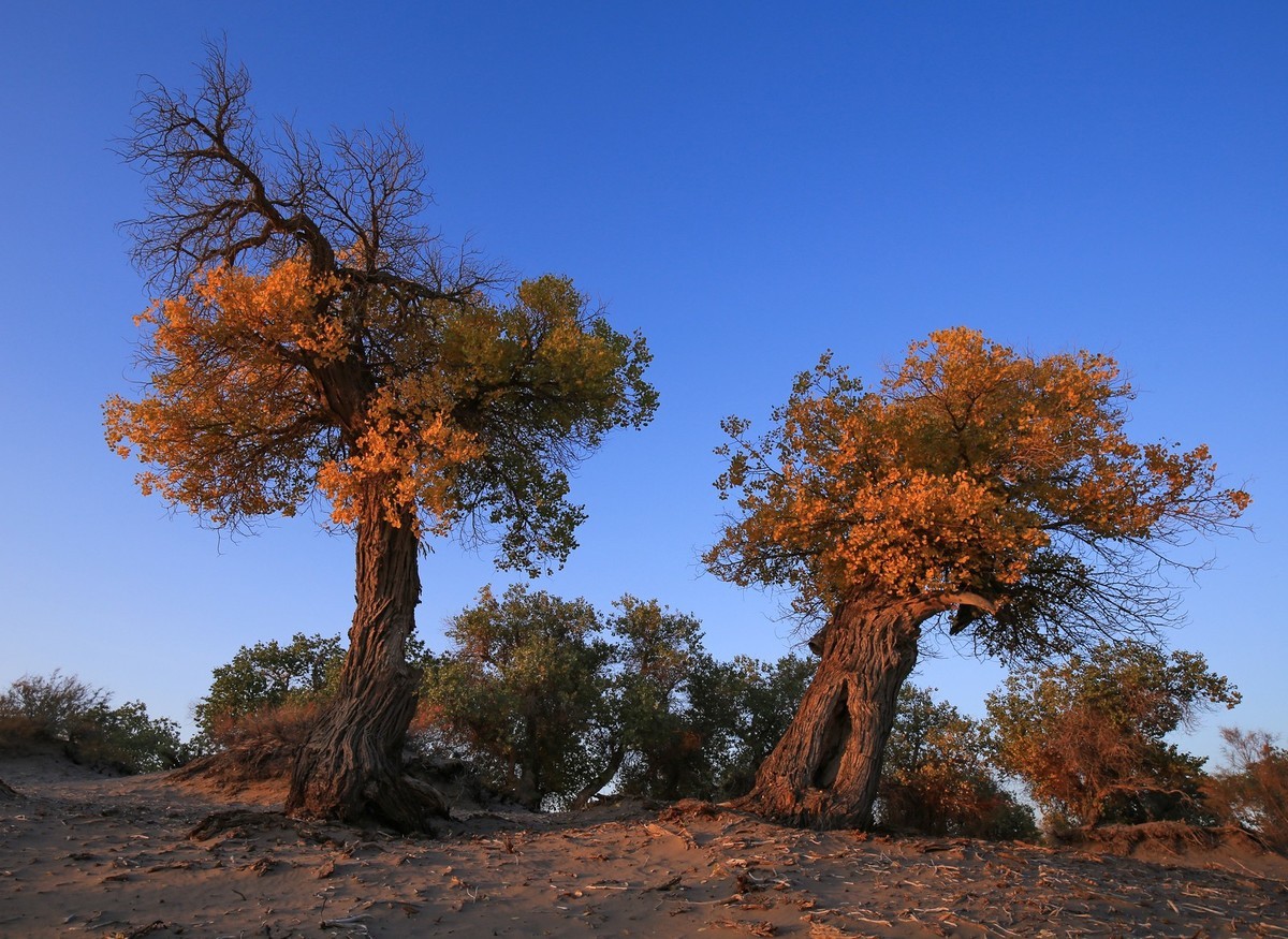 我只是把出去看到的随手记录下来（九十五）