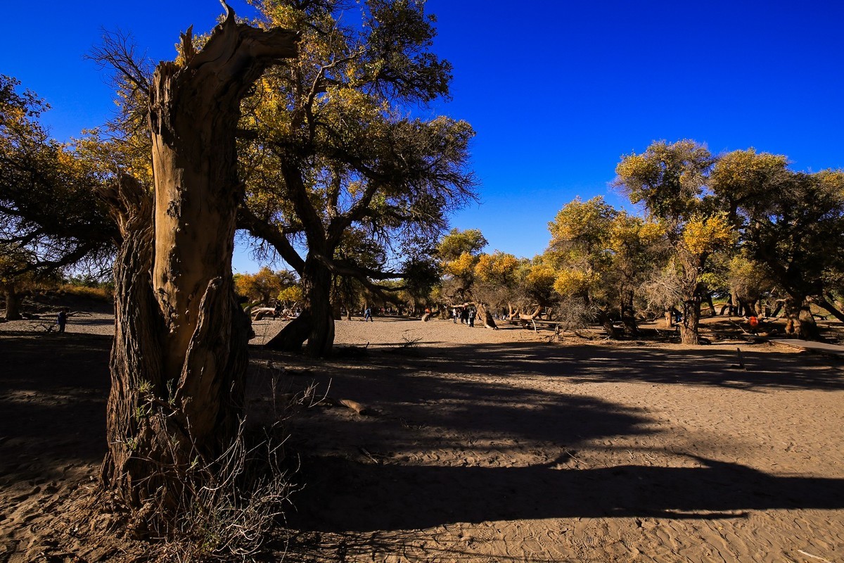 我只是把出去看到的随手记录下来（九十五）