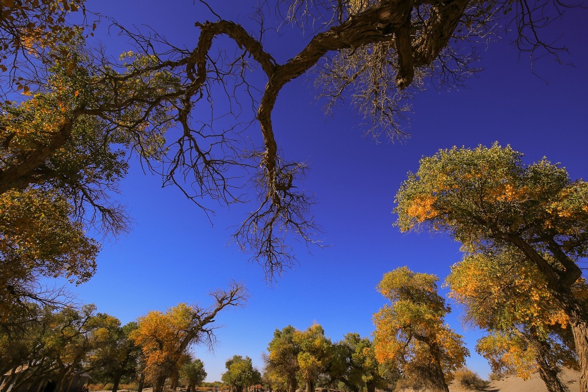 我只是把出去看到的随手记录下来（九十五）