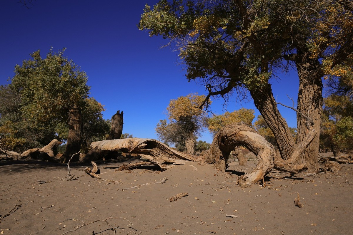 我只是把出去看到的随手记录下来（九十五）