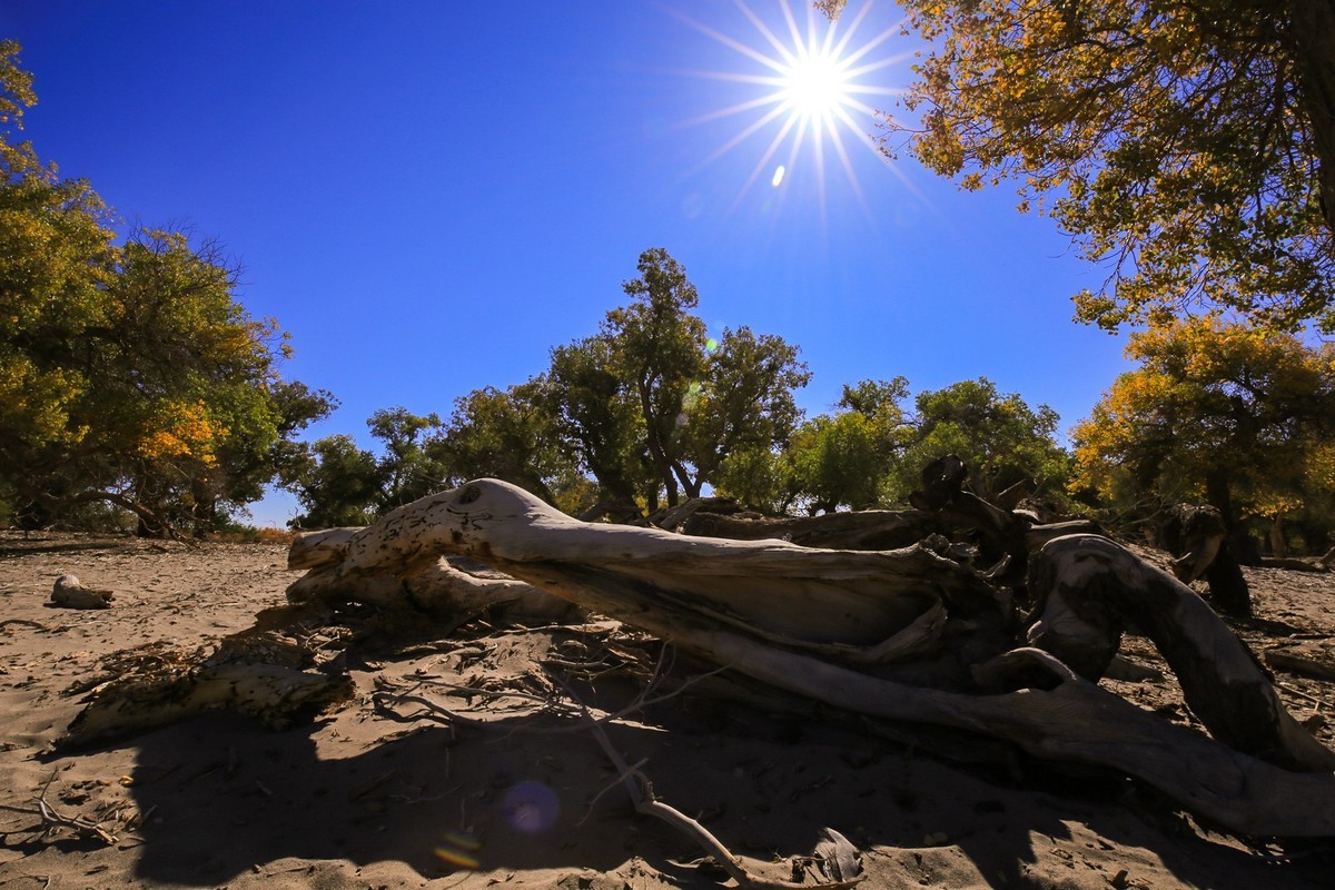 我只是把出去看到的随手记录下来（九十五）