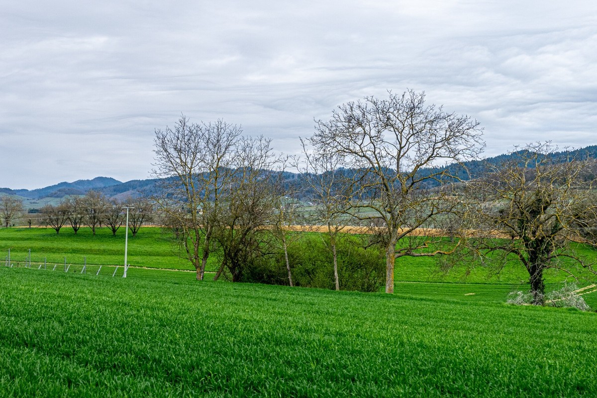 春晓 ：携“徕卡”认证镜头Lx5拜望徕卡本家，祝师友春安！！！