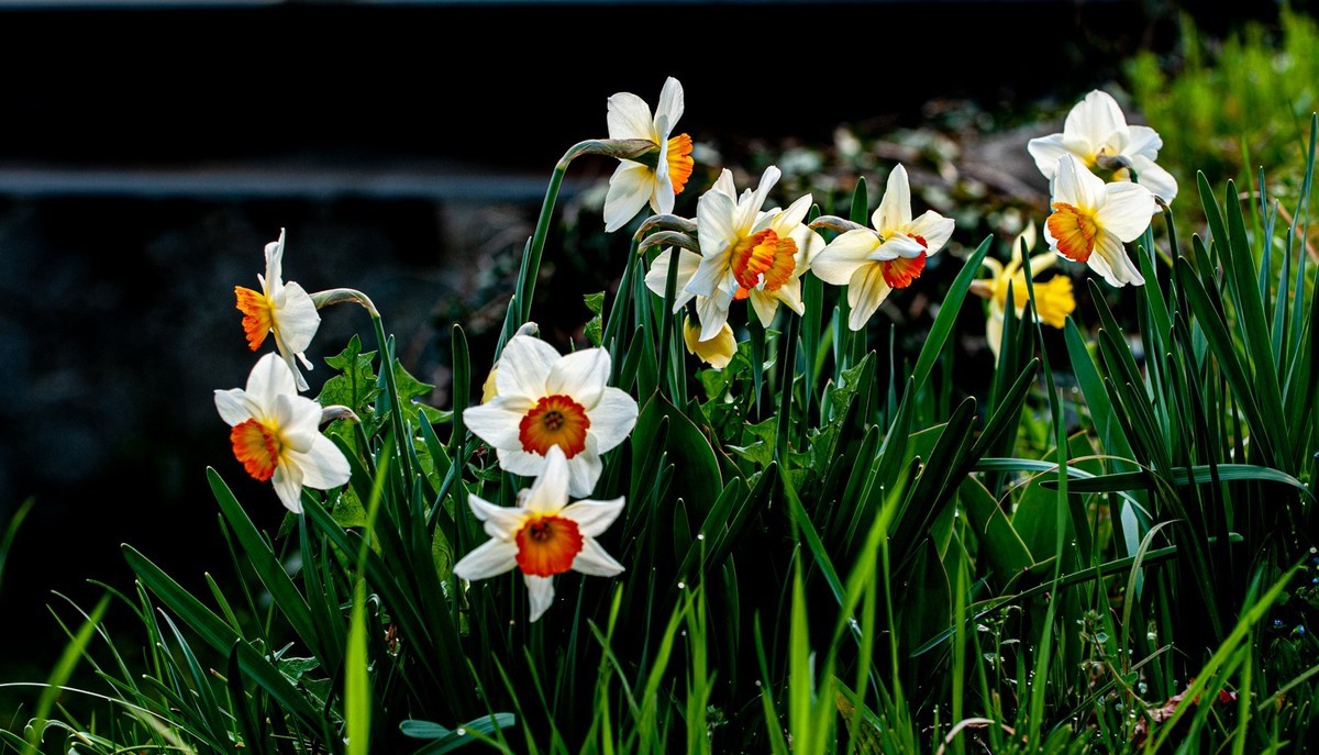 携花拜友--祝春安！！！