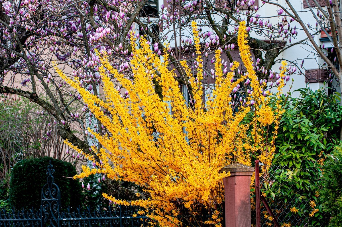 携花拜友--祝春安！！！