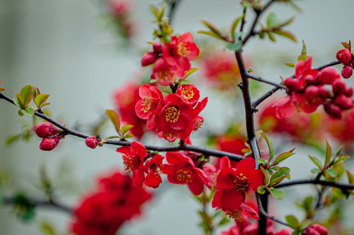 携花拜友--祝春安！！！