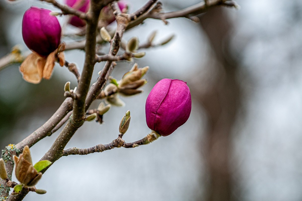 携花拜友--祝春安！！！