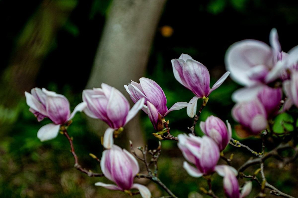 携花拜友--祝春安！！！