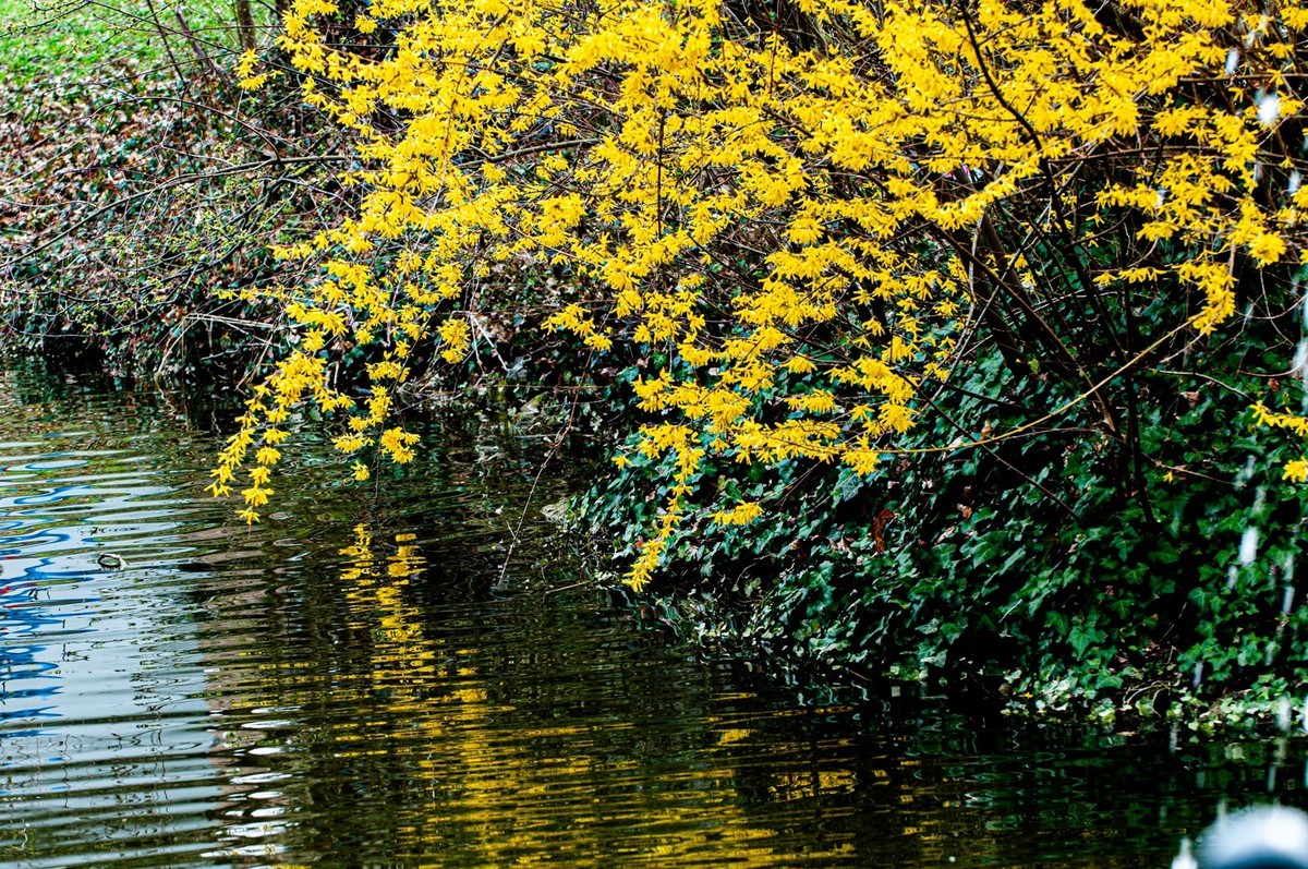 携花拜友--祝春安！！！