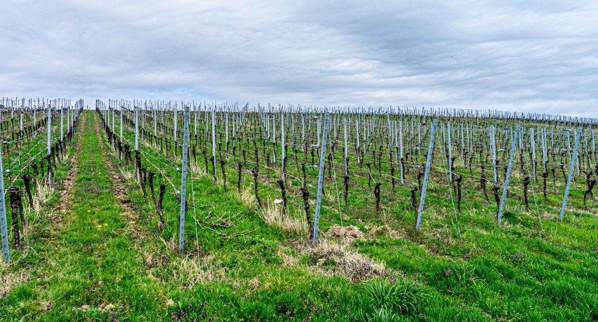 春晓 ：携“徕卡”认证镜头Lx5拜望徕卡本家，祝师友春安！！！