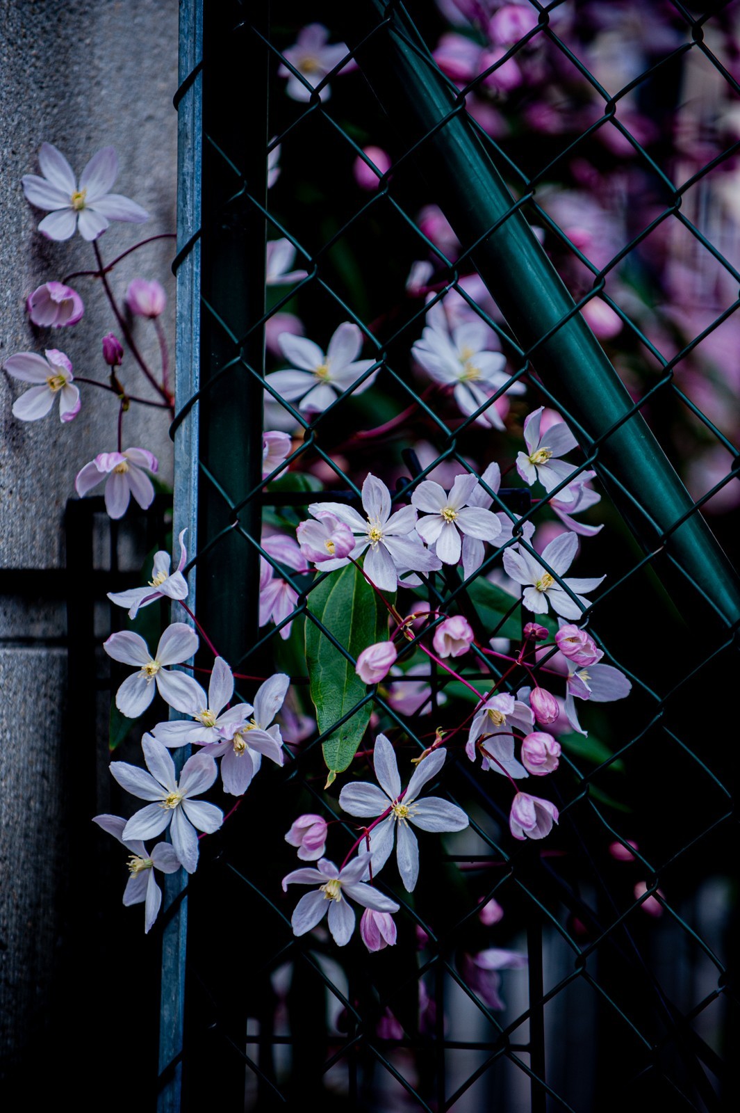 携花拜友--祝春安！！！