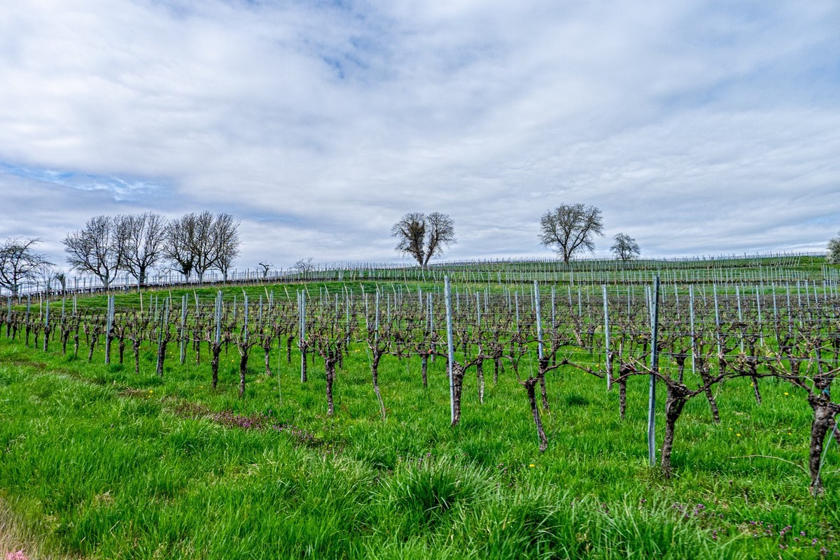 春晓 ：携“徕卡”认证镜头Lx5拜望徕卡本家，祝师友春安！！！